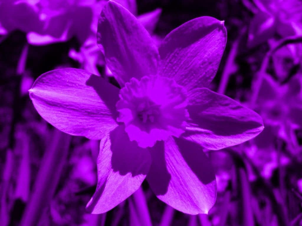 Narcissus Tazetta Flower seeds for Planting - Vibrant Colors, Heirloom & GMO Free Seeds for Home Garden
Sale for planting in home garden.