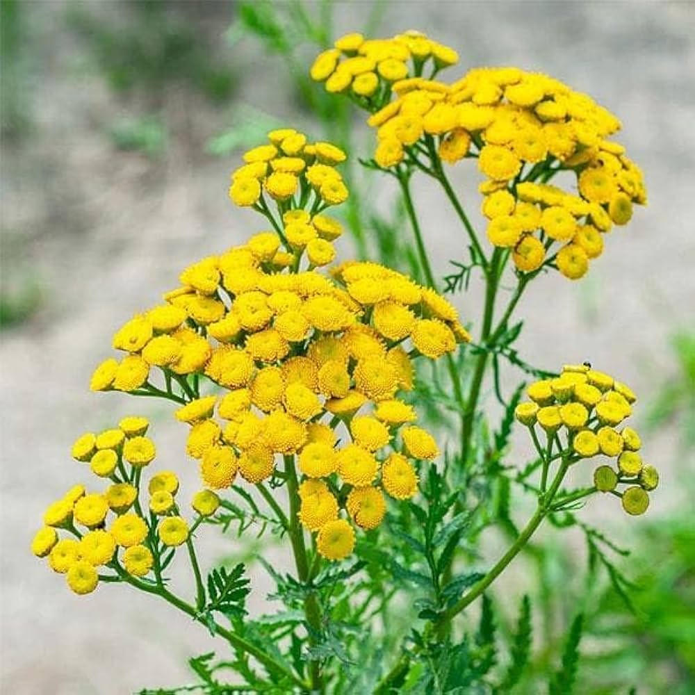 Tansy Flower Seeds