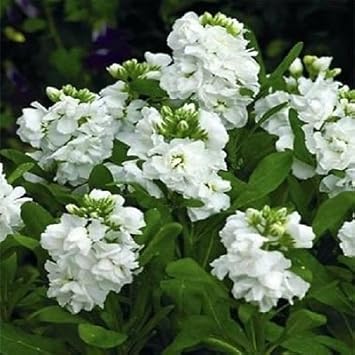 White Scented Stock Flower seeds for Planting - Shade Tolerant, Heirloom & GMO Free Seeds for Home Garden
Sale for planting in home garden.