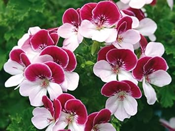 Red White Pelargonium Flower seeds for Planting - Long Bloom Season, Heirloom & GMO Free Seeds for Home Garden
Sale for planting in home garden