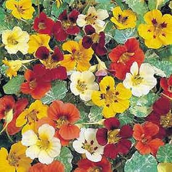 Mix Nasturtium Flower seeds for Planting - Pollinator Friendly, Heirloom & GMO Free Seeds for Home Garden
Sale seeds for planting in home garden