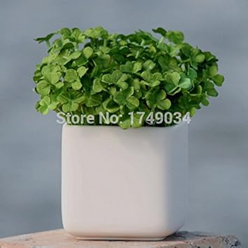 Green Clover Flower seeds for Planting - Shade Tolerant, Heirloom & GMO Free Seeds for Home Garden
Sale for planting in home garden.