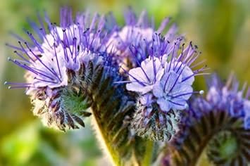Purple Phacelia Flower seeds for Planting - Garden Favorite, Heirloom & GMO Free Seeds for Home Garden
Sale for planting in home garden.