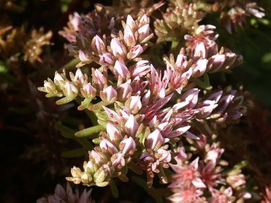 Sedum Pulchellum Flower Seeds