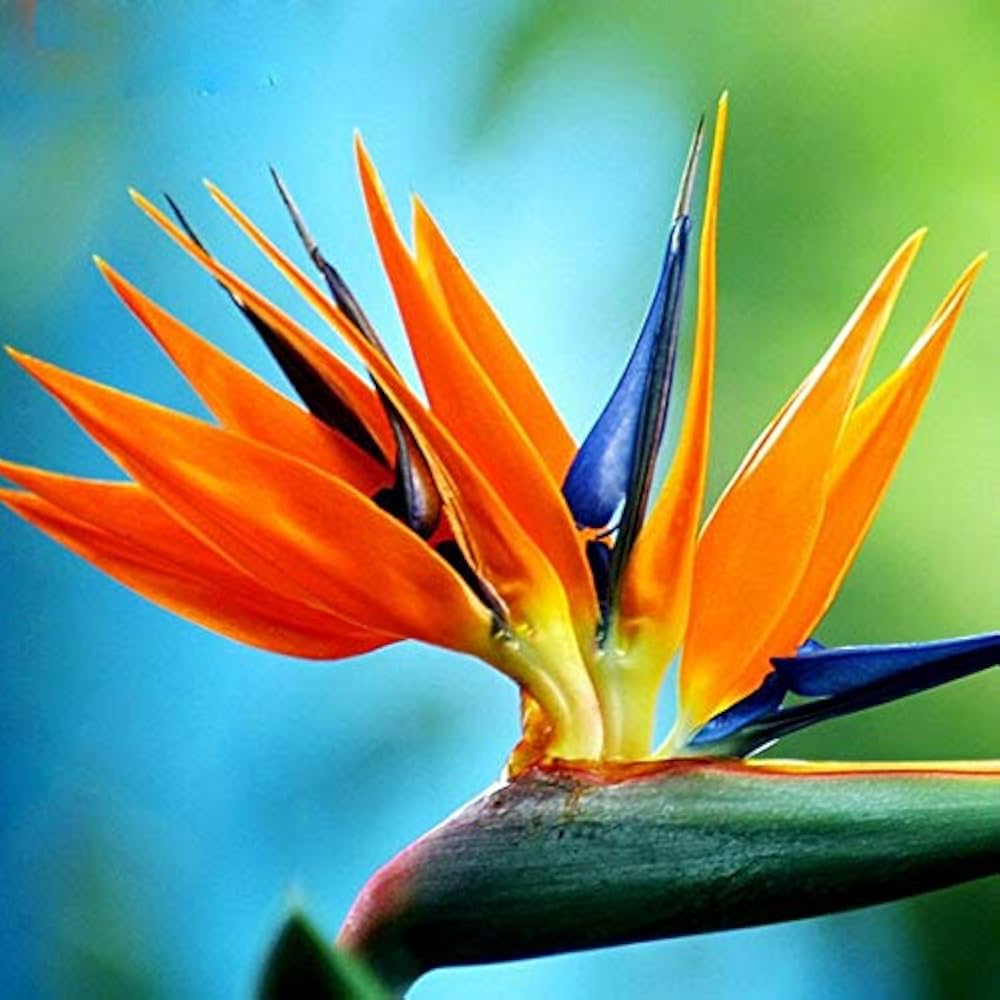 Orange Bird of Paradise Flower Seeds for Planting – Heirloom, Non-GMO, Tropical, Easy to Grow