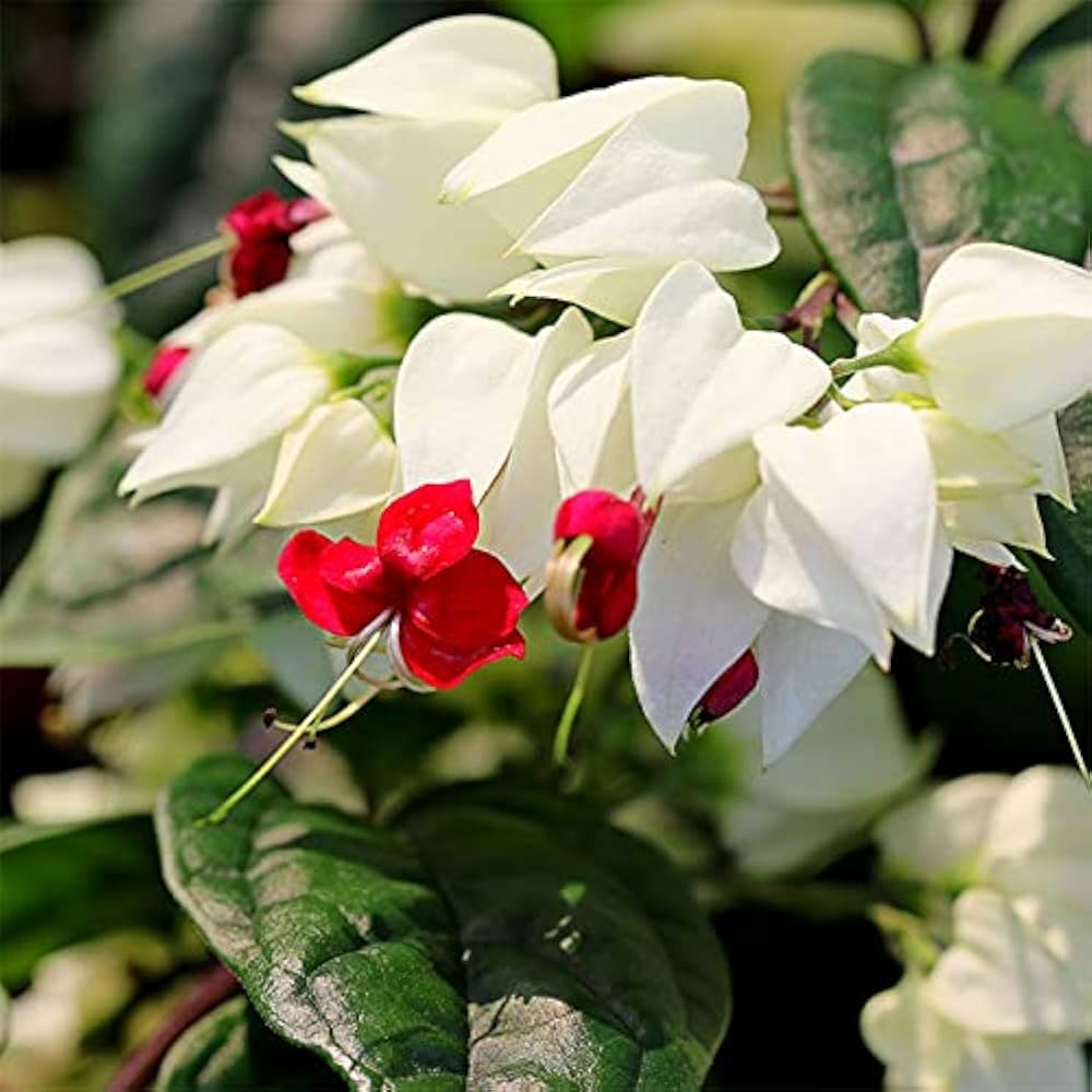 Bleeding Heart Vine Flowers Seeds (Clerodendrum Thomsoniae)