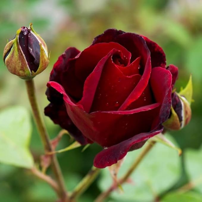 Rose Flower seeds for Planting - Pollinator Friendly, Heirloom & GMO Free Seeds for Home Garden
Sale for planting in home garden
