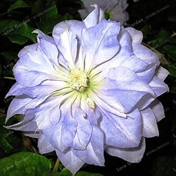 Lavender Eggplant Flower seeds for Planting - Long Bloom Season, Heirloom & GMO Free Seeds for Home Garden
Sale for planting in home garden.