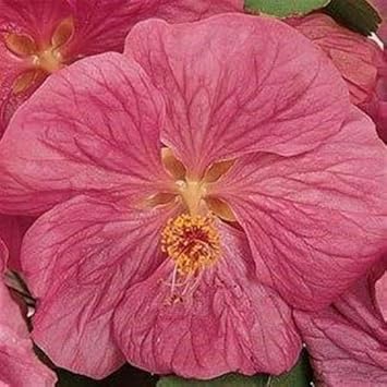 Abutilon Bella Flower seeds for Planting - Hardy Variety, Heirloom & GMO Free Seeds for Home Garden
Sale seeds for planting in home garden