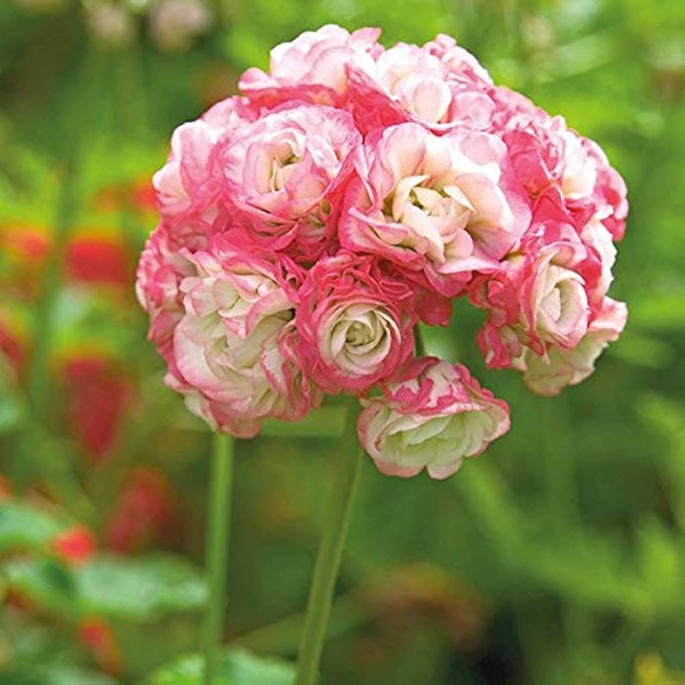 Geranium 'Apple Blossom' Flower Seeds