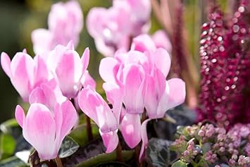 Baby Pink Cyclamen Flower seeds for Planting - Pollinator Friendly, Heirloom & GMO Free Seeds for Home Garden
Sale for planting in home garden