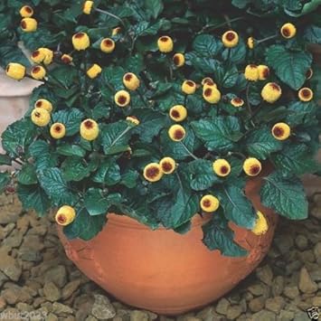 Yellow Acmella Oleracea Flower seeds for Planting - Shade Tolerant, Heirloom & GMO Free Seeds for Home Garden
Sale for planting in home garden