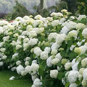 Pink Hydrangea Flower seeds for Planting - Cottage Garden Essential, Heirloom & GMO Free Seeds for Home Garden
Sale for planting in home garden.