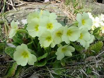 Light Green Primrose Flower seeds for Planting - Colorful Display, Heirloom & GMO Free Seeds for Home Garden
Sale for planting in home garden
