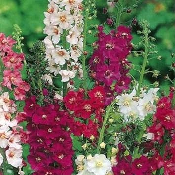 Mixed Verbascum Flower seeds for Planting - Wildflower Mix, Heirloom & GMO Free Seeds for Home Garden
Sale seeds for planting in home garden