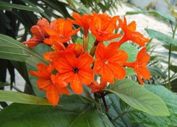 Orange Cordia Sebestena Flower seeds for Planting - Long Bloom Season, Heirloom & GMO Free Seeds for Home Garden
Sale seeds for planting in home garden
