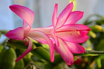 White Pink Zygocactus Flower seeds for Planting - Seasonal Bloomer, Heirloom & GMO Free Seeds for Home Garden
Sale seeds for planting in home garden