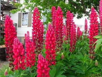 Russell Lupine Flower seeds for Planting - Perfect for Borders, Heirloom & GMO Free Seeds for Home Garden
Sale for planting in home garden.