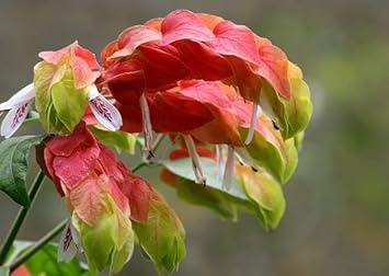 Orange Green Pachystachys Lutea Flower seeds for Planting - Premium Quality, Heirloom & GMO Free Seeds for Home Garden
Sale for planting in home garden