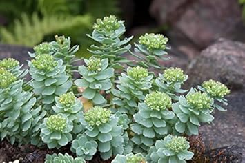 Green Rhodiola Rosea Flower seeds for Planting - Hardy Variety, Heirloom & GMO Free Seeds for Home Garden
Sale for planting in home garden