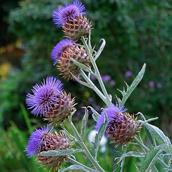 Cynara Flower seeds for Planting Compact Growth Heirloom & GMO Free Seeds for Home Garden
Sale for planting in home garden