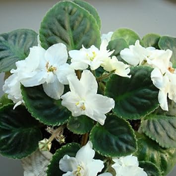 White African Violet Flower seeds for Planting - Fragrant Blossoms, Heirloom & GMO Free Seeds for Home Garden
Sale for planting in home garden
