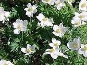 White Catchfly Flower seeds for Planting - Drought Tolerant, Heirloom & GMO Free Seeds for Home Garden
Sale for planting in home garden