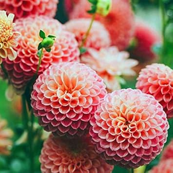 Orange Pink Echinops Flower seeds for Planting - Pollinator Friendly, Heirloom & GMO Free Seeds for Home Garden
Sale for planting in home garden