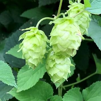 Light Green Humulus Lupulus Flower seeds for Planting - Long Bloom Season, Heirloom & GMO Free Seeds for Home Garden
Sale for planting in home garden