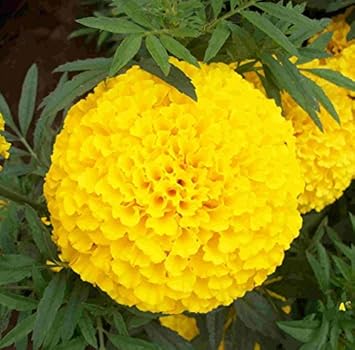 Yellow Marigold Flower seeds for Planting - Hardy Variety, Heirloom & GMO Free Seeds for Home Garden
Sale for planting in home garden.