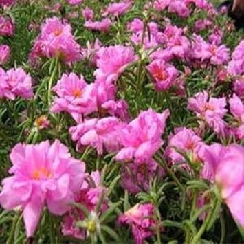 Pink Moss Rose Flower seeds for Planting - Colorful Display, Heirloom & GMO Free Seeds for Home Garden
Sale for planting in home garden.