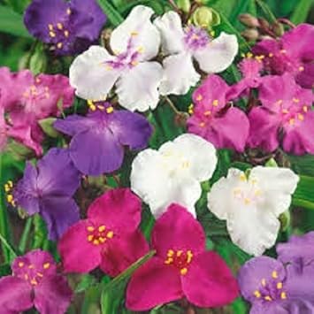 Mixed Tradescantia Spiderwort Flower seeds for Planting - Seasonal Bloomer, Heirloom & GMO Free Seeds for Home Garden
Sale for planting in home garden