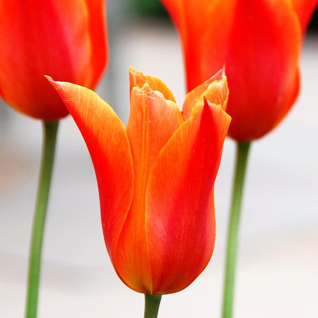 Tulip Orange Flower seeds for Planting - Drought Tolerant, Heirloom & GMO Free Seeds for Home Garden
Sale for planting in home garden.