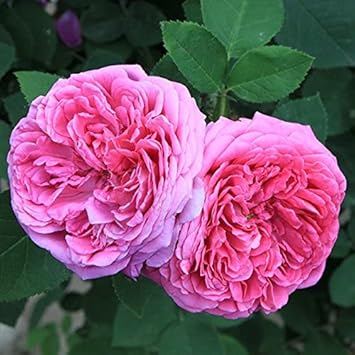 Heirloom Damask Rose Flower seeds for Planting - Bright Blooms, Heirloom & GMO Free Seeds for Home Garden
Sale seeds for planting in home garden