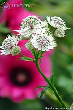 White Astrantia Flower seeds for Planting - Sun Loving, Heirloom & GMO Free Seeds for Home Garden
Sale for planting in home garden.
