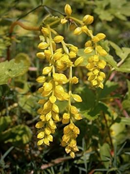 Yellow Chiastophyllum Flower seeds for Planting - Cottage Garden Essential, Heirloom & GMO Free Seeds for Home Garden
Sale for planting in home garden.