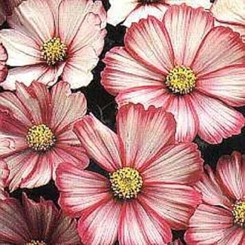 Heirloom Cosmos Peppermint Twist Flower seeds for Planting Premium Quality Heirloom & GMO Free Seeds for Home Garden
Sale for planting in home garden