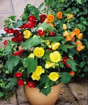 Mixed Abutilon Flower seeds for Planting - Bright Blooms, Heirloom & GMO Free Seeds for Home Garden
Sale for planting in home garden