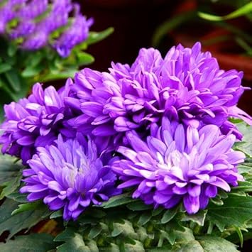 Purple Chrysanthemum Flower seeds for Planting - Bright Blooms, Heirloom & GMO Free Seeds for Home Garden
Sale for planting in home garden