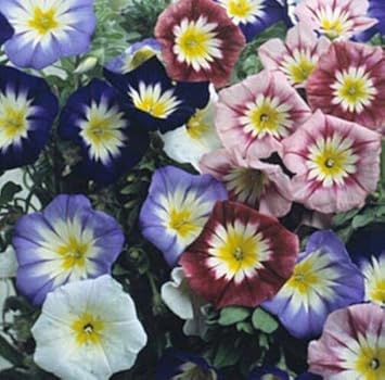 Mixed Convolvulus Flower seeds for Planting - Colorful Display, Heirloom & GMO Free Seeds for Home Garden
Sale for planting in home garden
