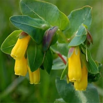 Yellow Cerinthe Flower seeds for Planting - Perfect for Borders, Heirloom & GMO Free Seeds for Home Garden
Sale for planting in home garden.
