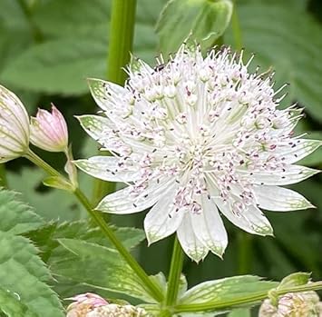 Masterwort Flower seeds for Planting - Low Maintenance, Heirloom & GMO Free Seeds for Home Garden
Sale for planting in home garden