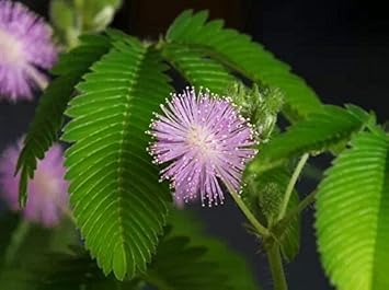 Pink Mimosa Pudica Flower seeds for Planting - Bright Blooms, Heirloom & GMO Free Seeds for Home Garden
Sale for planting in home garden