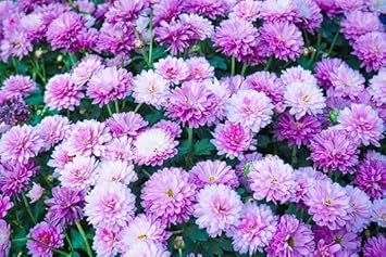 plant brightbloom seed Violet White Chrysanthemum Flower Seeds for Planti Buy Now – Pure Asia Seeds