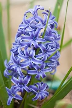Purple Hyacinthus Orientalis Flower seeds for Planting - Easy to Grow, Heirloom & GMO Free Seeds for Home Garden
Sale for planting in home garden