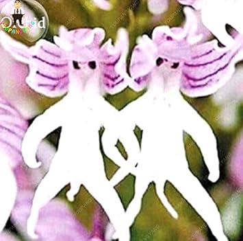 White Man Orchid Flower seeds for Planting - Low Maintenance, Heirloom & GMO Free Seeds for Home Garden
Sale for planting in home garden.