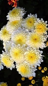Yellow White Chrysanthemum Flower seeds for Planting - Hardy Variety, Heirloom & GMO Free Seeds for Home Garden
Sale for planting in home garden.