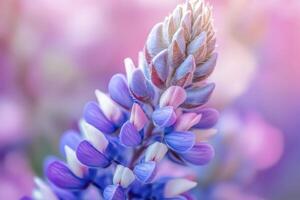 Lupine Wildflower Seeds pink & blue