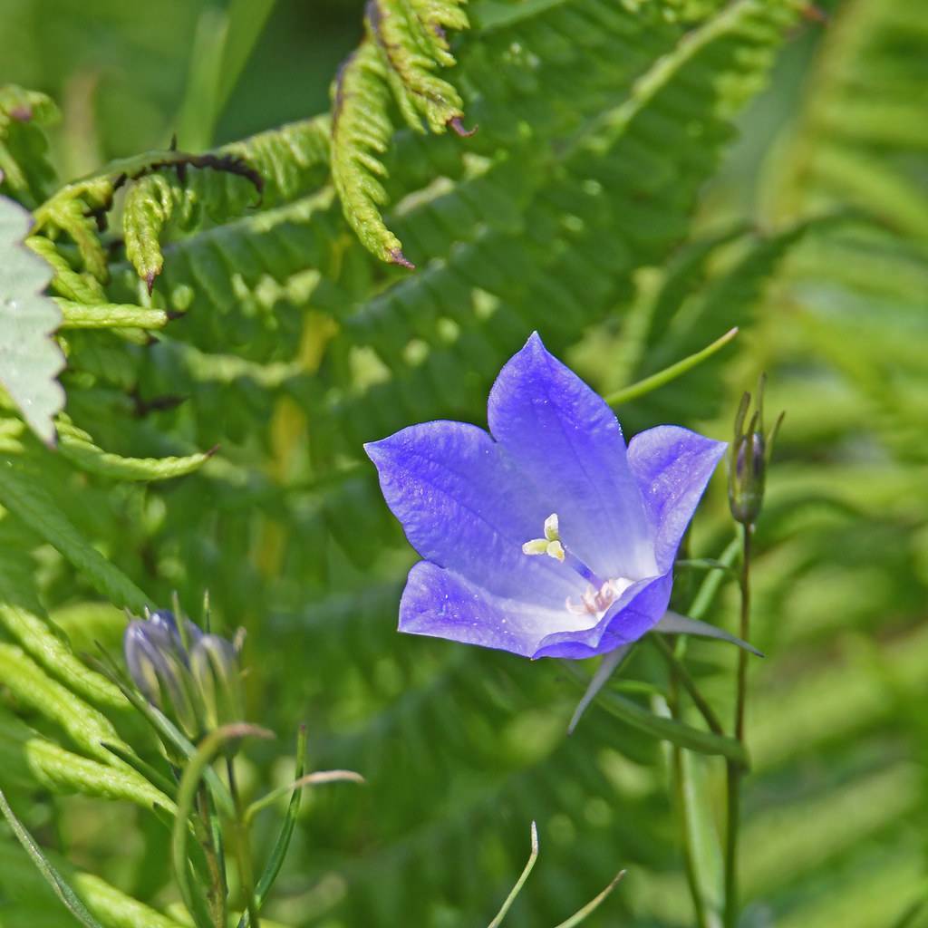 Peach-Leaved Bellflower Seeds (Campanula Persicifolia)