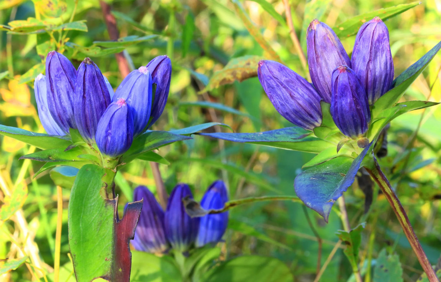 Bottle Gentian Flower Seeds